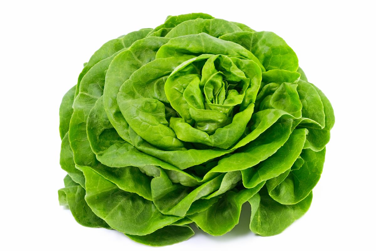 Salade verte